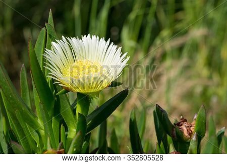 Medicinal Flowers In Nature And Natural Environment