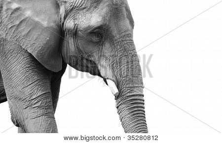 Retrato de elefante poderoso preto e branco