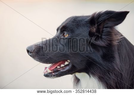 Close Up Border Collie Dog, Profile Headshot Portrait, Looking Cheerful Ahead, Mouth Open. Funny Bla