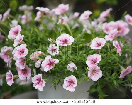 Petunia Easy Wave Viloet Pink Color  Flower Beautiful On Blurred Of Nature Background