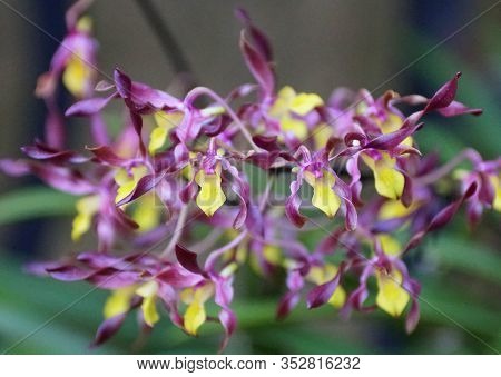 Dark Purple And Yellow Tiny Oncidium Orchids