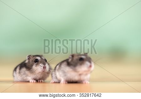 Closeup Of Two Small Funny Miniature Jungar Hamsters Sitting On A Floor. Fluffy And Cute Dzhungar Ra