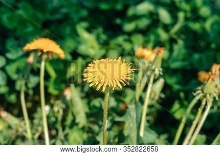 Blooming Yellow Dandelion Flowers Taraxacum Officinale In Garden On Spring Time. Detail Of Bright Co