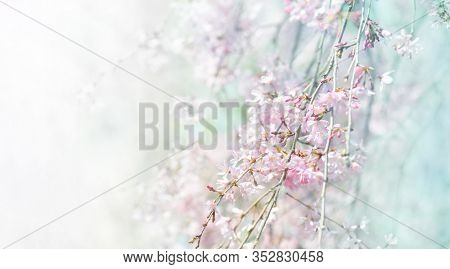 Spring shidarezakura (weeping cherry) cherry blossom, impressionist style . Shallow depth of field.