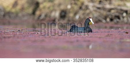 One Red Knobbed Coot Looking Fish For The Chicks At A Nest