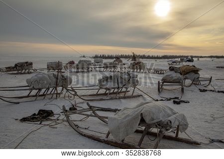 Camp Of Nomadic Nenets, Camp Of Nomadic Nenets, Extreme North, Yamal, Pastures Of The Nenets, Sled W