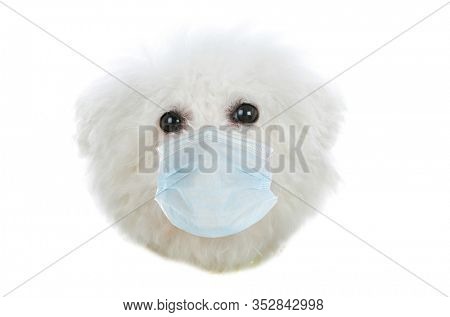 Coronavirus. Convid-19. A Bichon Frise Dog wears a face mask to prevent getting the CORONAVIRUS. CONVID-19 is spreading world wide.
Coronavirus2019 isolated on white.