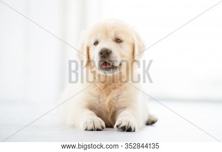 Sweet retriever puppy lying in light room