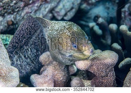 Giant Moray Fish - Indonesia Banda Neira Underwater