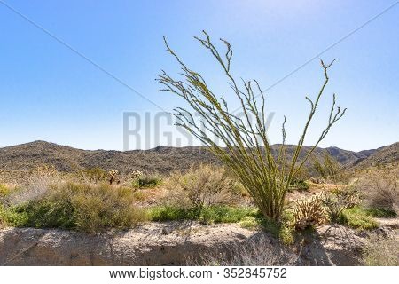 Southwest Desert Landscape With Desert Plants Including Ocotillo, In Springtime, Camping, Hiking And