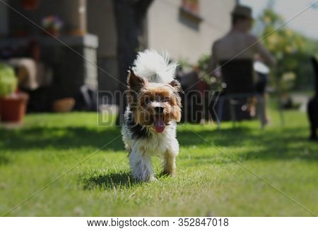 Biewer Terrier Walks Around The Garden With Open Mouth And Tongue Out. Cute Biewer Yorkshire Terrier