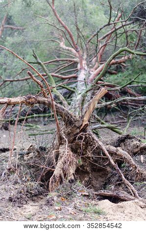 Large Pine Tree Felled By A Hurricane Wind. The Roots Of A Hurricane-felled Tree. Side View Of Torn 