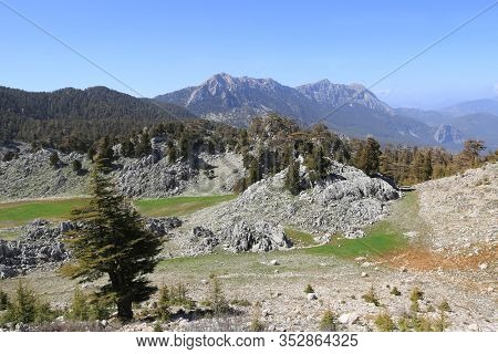 Cedar trees in rocky valley in sunny day. Lician Tourist Way in Turkey