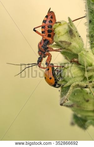 Assassin Bug Rhynocoris Iracundus In Czech Republic