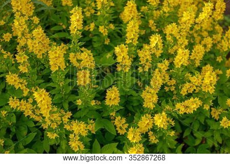 Garden Yellow Loosestrife. Beautiful Yellow Flowers Closeup.summer Flowering Bright Yellow Common Or