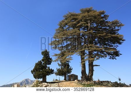 big cedar trees on stones in mountains on blue sky background. Likya Yolu tourist pathway in Turkey.
