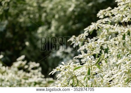 white pascuita flowers, closeup image in the daytime