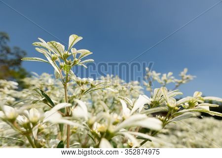 white pascuita flowers, closeup image in the daytime