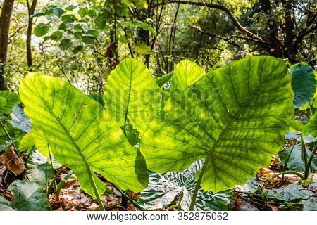 green alocasia odora leaf in the outdoor of city