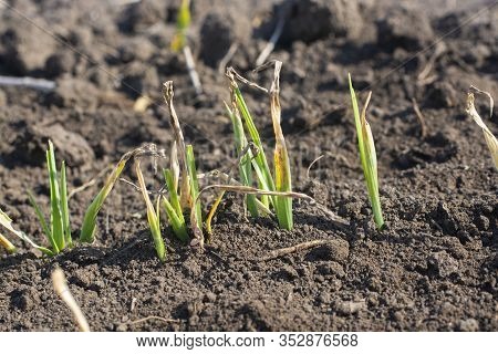 Young Barley Plants Suffering From Lack Of Moisture In Spring.