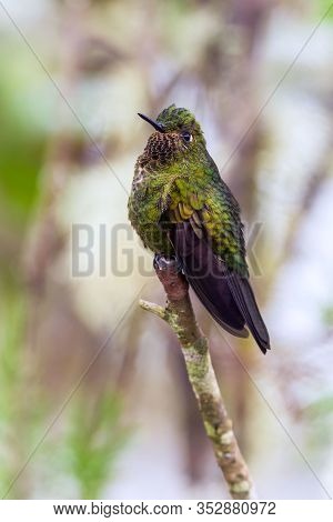 Closeup Of Green Hummingbird On A Branch