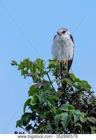 Black And White Hawk Resting On A Tree