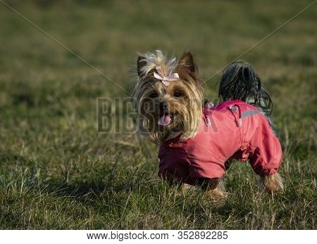 Yorkshire Terrier