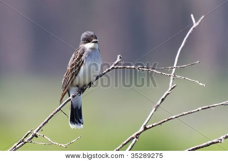 Doğu Kingbird