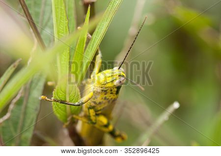 Close-up Of Javanese Grasshopper (valanga Nigricornis) On A Plant