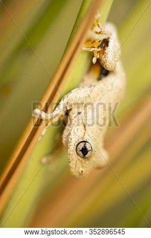 Emerald-spotted Tree Frog 