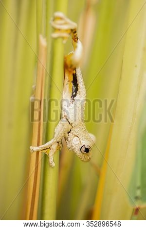 Emerald-spotted Tree Frog 