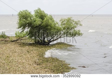 Shore Of The Rio De La Plata River In The Costanera Sur Ecological Reserve, During The Summer Of 201