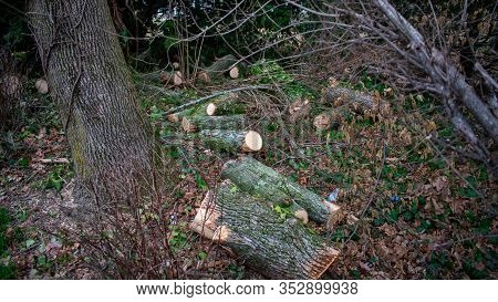 Fresh Cut Logs Laying In A Forest Full Of Foliage And Leaves