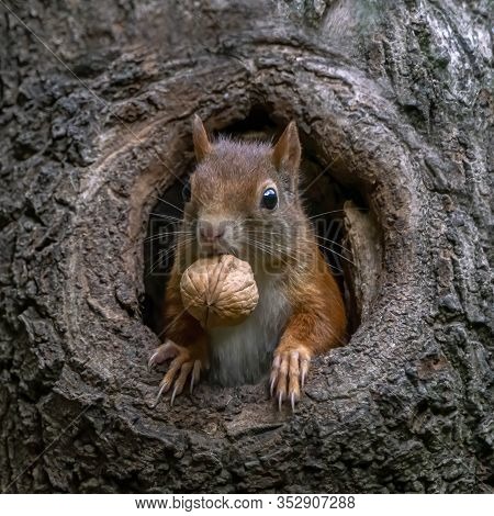 Eurasian Red Squirrel (sciurus Vulgaris) Cautiously Peeks Out Of The Hole In A Tree In The Forest Of