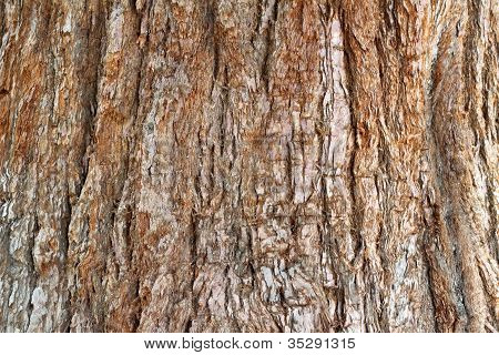 Corteccia di Sequoia