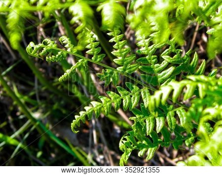 Close Up Of Green Leaves Of Green Fern (polypodiopsida Cronquist) . Nature Background, Floral Concep