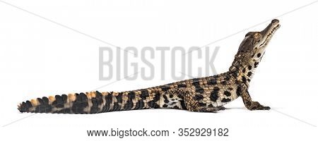 Young West African slender-snouted crocodile, Mecistops cataphractus, isolated on white