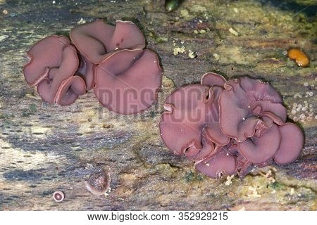 Ascocoryne Sarcoides Or Cylichnium, Know As Jelly Drops Or The Purple Jellydisc, Growing On Dead Woo