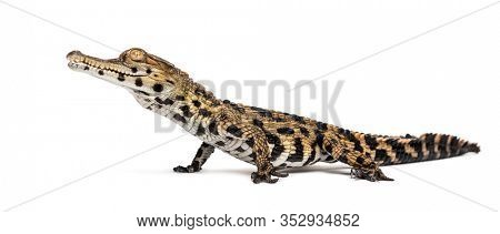 Young West African slender-snouted crocodile, Mecistops cataphractus, isolated on white