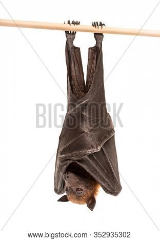 Lyle's flying fox hanging from a branch, Pteropus lylei, isolated