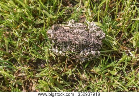 Top View On Green Toad Camouflaging In Spring Grass At Sunny Spring Morning