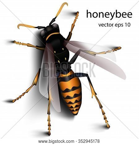Bee On White Background. Wasp, Insect. Honey-apiary. Stock Vector.