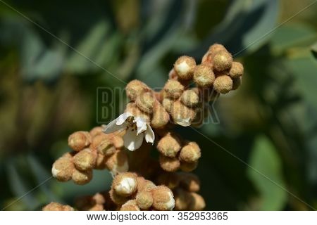 Japanese Medlar - Latin Name - Eriobortya Japonica