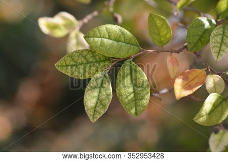 Chinese Fringe Flower Leaves - Latin Name - Loropetalum Chinense