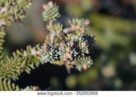 Blue Spanish Fir Branch - Latin Name - Abies Pinsapo Glauca