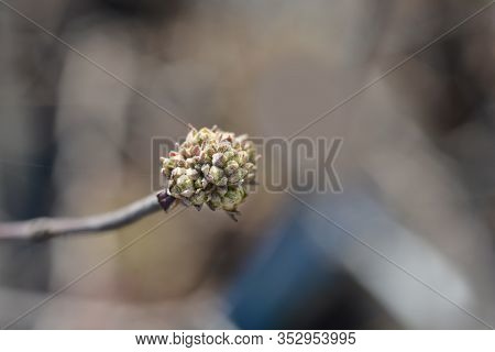 Korean Spice Viburnum Flower Buds - Latin Name - Viburnum Carlesii