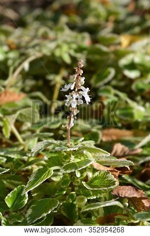Swedish Ivy Marginatus - Latin Name - Plectranthus Forsteri Marginatus
