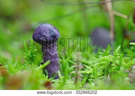 Young Violet Webcap mushroom growing in the wet moss of a temperate forest.