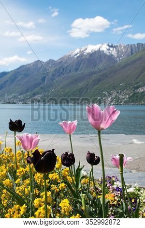 Colorful Tulips And Other Flowerd With Lake And Snow Mountain In The Background. Spring Time At Lago