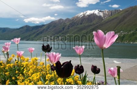 Colorful Tulips And Other Flowerd With Lake And Snow Mountain In The Background. Spring Time At Lago